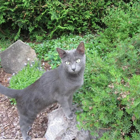 Boutique Appartement Lenzkirch